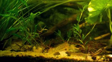 maymun goby biotope akvaryumunda dinleniyor, omurgalı loach kumu kazıyor ve yiyecek arıyor, Güney Böcek Nehri 'nden tatlı su balığı yakalıyor, yemyeşil gölet otu bitkisi, yüksek derecede uyumlu meraklı türler.