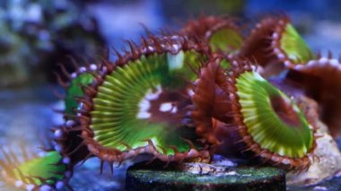Palythoa floresan yumuşak mercan akışkan dokunaçlarını hareket ettirir, floresan polip kolonisi canlı kayayı emer, nano resif deniz akvaryumundaki hayvan türleri, popüler evcil hayvan, aktinik mavi LED düşük ışık