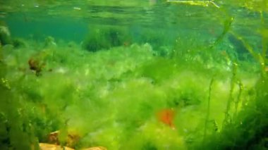 Ulva ve cladophora yeşil algleri oksijen açısından zengin tuzlu su, laminar akış dalgası, su yüzeyi yansıması, alg karışıklığında taş tabanı kaplaması, Karadeniz düşük tuzluluk biyoposu, sualtı sualtı bölgesi