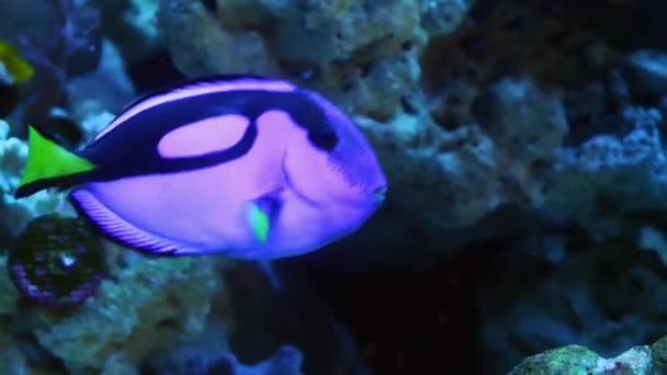 皇家蓝鳍和红海帆船鱼在湍急的水流中游动 珊瑚礁海洋水族馆 受欢迎的宠物鱼表现出自然的行为 霓虹灯发光的鳞片在Led昏暗的灯光下闪耀 背景模糊不清 — 图库视频影像
