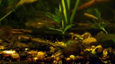 Gudgeon, omurgalı loach ve Ruffe ılıman Güney Böceği nehir biyopsi akvaryumunda yüzer, vahşi avlanan evcil balıklar, sarı nilüferli, dikenli naiad, sürüklenen ekosistem su yitimi, LED düşük ışık havası