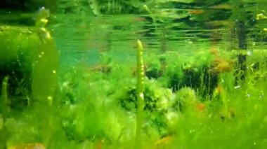 Deniz yosunları büyür, oksijende hava kabarcığı zengin tuzlu su, su yüzeyi yansıması, alg pisliğiyle kaplı çakıl zemini, Karadeniz düşük tuzluluk biotosu, sualtı şnorkel bölgesi