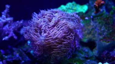 LPS Duncan mercanı canlı kaya üzerinde yetişir, floresan hayvan su akışında polip başı ve dokunaçlarını hareket ettirir, deneyimli akvaryumlara karşı savunmasız hayvan, LED aktinik mavi ışık, nano resif deniz akvaryumu ekosistemi