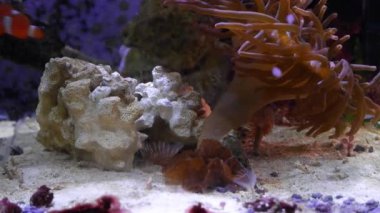 kabarcık uçlu anemon dokunaçları, ağız diski ve yiyecek avı, ocellaris palyaço balığı güçlü su akışında yüzer, resif deniz akvaryumunda canlı kaya taşı, akvaryum için pahalı hobi, LED düşük ışık