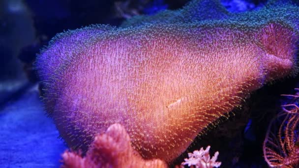 Cuero Coral Macro Capitulum Cabeza Movimiento Tentáculo Especies Resistentes Maricultura — Vídeo de stock