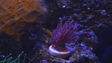 Meşale mercan parçaları fişte büyür ve menekşe dokunaçlarını hareket ettirir, resif deniz akvaryumunda çözünmüş organik maddeleri emer, Parazoanthus gracilis LED aktinik mavi ışık, canlı kaya ekosistem tasarımı