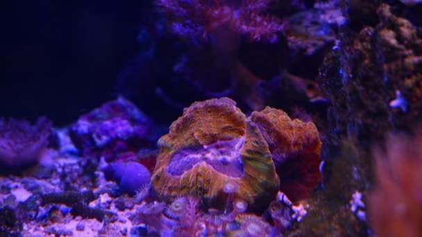 ロボフィリアLpsは強い流れで開いた脳のサンゴ 蛍光動物のポリープを ベテランのアクアリスト Led青い低光 礁の海洋水族館の設計 ガラスの屈折の効果を要求しました — ストック動画