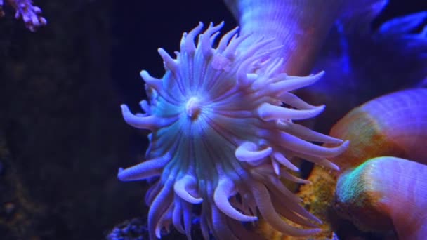 Lps Duncan珊瑚息肉头在强流量下移动触须 活岩石上的荧光动物 初学者的脆弱宠物 Led蓝光 珊瑚礁海洋水族馆 玻璃折射效果 — 图库视频影像