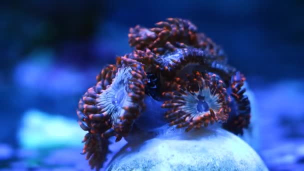 发光体动物菌落生长在蓝色Led低光的花冠插头上 软珊瑚息肉移动头 纳米珊瑚礁海洋活岩石水族馆 专业海产养殖中的宠物狗 — 图库视频影像