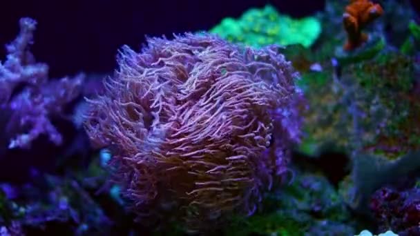 Lps灌肠珊瑚息肉头状移动触须在口腔盘强流量 荧光动物 初学者理想的宠物 Led蓝光 活岩石礁海洋水族馆设计 模糊背景 — 图库视频影像