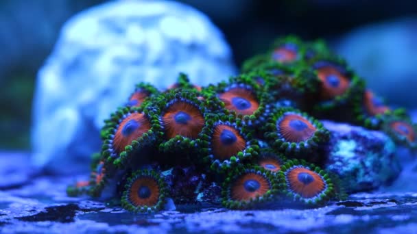 Naranja Zoanthus Colonia Crecer Frag Plug Fluorescente Suave Coral Pólipo — Vídeo de stock