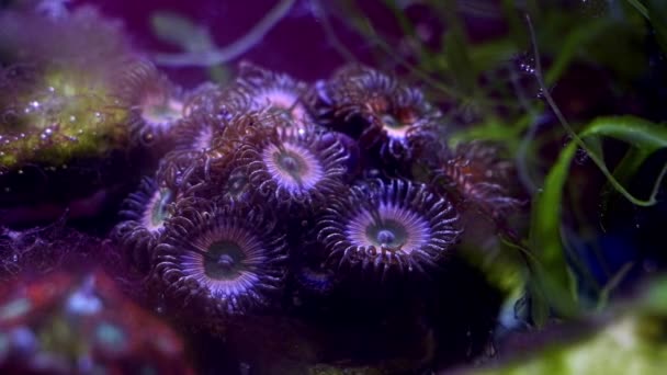 水蚤软珊瑚群 息肉在流动中移动头 吸收溶解的有机物 初学者的动物宠物 纳米珊瑚礁海洋水族馆 Led阳离子低光 — 图库视频影像