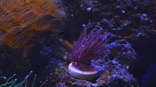 火把珊瑚在插头上生长并移动紫色触须 在珊瑚礁海洋水族馆中吸收溶解的有机物 在Led阳离子蓝光中优雅的金丝雀 活岩石生态系统设计 — 图库视频影像