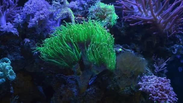 破片のプラグのトーチのサンゴは緑の蛍光触手 サンゴ礁の海洋水族館のラミネートの流れの活動的な動物 Ledのアクチニック ライトの普及したペット 初心者のアクアリスト 柔らかいサンゴの生きた岩の生態系を動かします — ストック動画