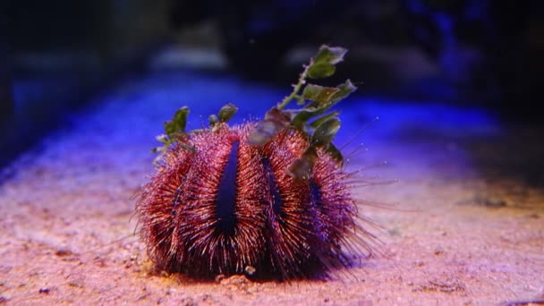 Blauer Smoking Seeigel Bewegt Tentakel Agglutiniert Caulerpa Algenablagerungen Riff Meerwasseraquarium — Stockvideo