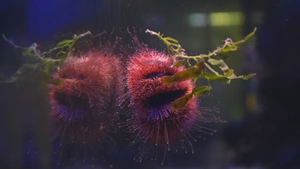 Blauer Smoking Seeigel Bewegt Tentakel Reflexion Riff Meerwasseraquarium Einfaches Haustier — Stockvideo