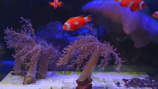 Gałąź Koralowca Kenijskiego Figura Klauna Ocellaris Silnym Przepływie Popularny Zwierzak — Wideo stockowe