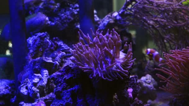 Blasenspitze Anemone Stress Tentakel Auf Der Mundscheibe Ocellaris Clownfische Schwimmen — Stockvideo