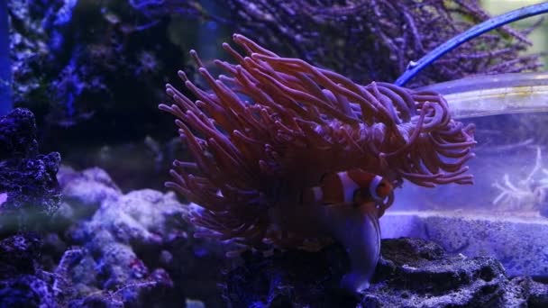 Blasenspitze Anemonen Bewegen Tentakel Auf Großer Mundscheibe Ocellaris Clownfische Schwimmen — Stockvideo