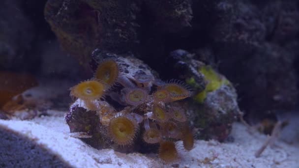 Koloni Palythoa Mulut Hijau Polip Koral Lunak Bergerak Kepala Dalam — Stok Video