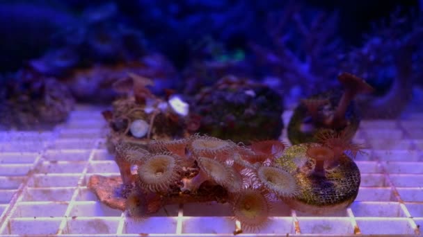 绿嘴月花萼软珊瑚菌落 息肉在流动中移动头 吸收溶解有机物 有利于初生无核动物在纳米珊瑚礁海洋水族馆 Led放光低 — 图库视频影像