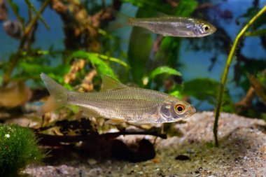 Vahşi hamamböceği, Avrupa ılıman Güney Buh nehri biyo-akvaryumunda tutsak balık, yeni başlayanlar için son derece uyumlu hepçil tatlı su türleri, bulanık su yosunu bitki örtüsü, ekilmiş tasarım