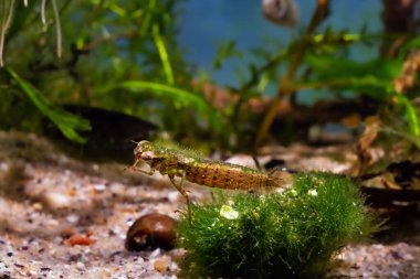 Mavi yusufçuk larvası deri değiştirmeden önce, Avrupa ılıman Güney Buh nehri biyo-akvaryumu, başlangıç için hepçil tatlı su türleri, cladophora su yosunları, makro tasarım,