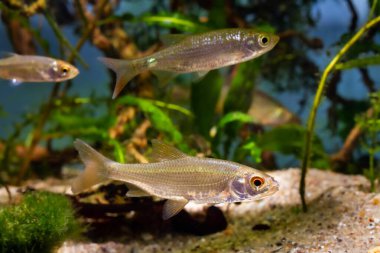 common roach, captive wild fish in European temperate Southern Buh river planted biotope aquarium, highly adaptable omnivore freshwater species for beginner, blur aquatic pondweed vegetation clipart