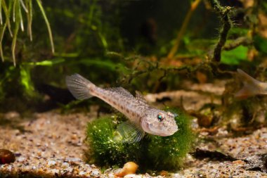 monkey goby, wild caught brackish fish on green algae bush, sand bottom, Southern Bug River biotope aquarium, highly adaptable domesticated invasive pet species, LED light design, blurred background clipart