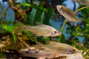 Taş moroko, istilacı tatlı su cüce balığı, yaygın hamamböceği son derece uyumlu ve dayanıklı türler, ekoloji tehdidi, Güney Böcek Nehri biyop akvaryumu, bulanık su havuzu bitkisi