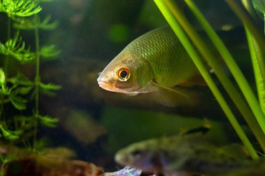 common roach hide in hornwort, yellow water lily vegetation, wild freshwater fish, European temperate river biotope aquarium, adaptable aquatic plant, LED low light, shallow dof, blurred background clipart