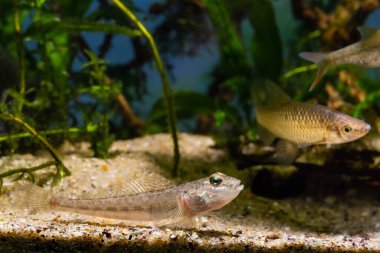 wild caught monkey goby fish rest on sand bottom, Southern Bug River brackish biotope aquarium, highly adaptable domesticated invasive pet species, LED light design, aquatic pondweed plant background clipart