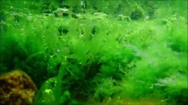 yeşil Ulva ve cladophora algleri, su yüzeyi yansıması aquascape, coquina taşı, laminar akışındaki alg kirliliği, Karadeniz düşük tuzluluk biyoposu, çakıl taşı tabanı, sualtı şnorkel bölgesi