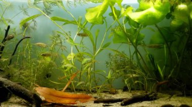 Ninespine stickleback sürüsü, tutsak vahşi hayvan davranışları, Avrupa soğuk su biyo akvaryumu, substrat alt, sarı nilüfer ve gölet otu zengin su bitkisi bitki örtüsü doğa kavramını keşfetmek