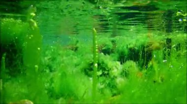 yeşil Ulva algleri oksijenli hava kabarcığı, su yüzeyi yansıması aquascape, coquina taşı çakıl taşı, alg karışıklığı, Karadeniz düşük tuzluluk biotosu, supralittoral bölge çakıl tabanı, sualtı şnorkel tabanı