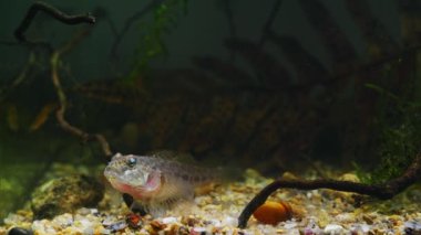 maymun goby solungaçları çözünmüş oksijen solunumu ve kum yatağında dinlenme, vahşi tatlı su balığı yakalama, Güney Böceği nehir biyo-akvaryumuna özgü, son derece uyumlu tuhaf türler, koyu bulanık arka plan