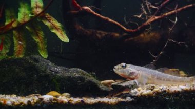 Genç maymun Goby, çakıl taşından yapılmış kumla ön cama yüzüyor, vahşi su balığı yakalıyor, Güney Böceği nehri biyo-akvaryumu endemik, yüksek derecede adapte edilebilir türler, eğreltiotu yaprağı dekoru, koyu arkaplan