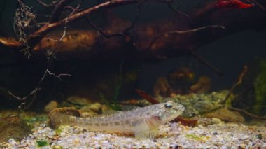 çakıl taşının üzerinde pektoral yüzgeçli maymun Goby istirahati vahşi tatlı su balığı yakalamış Güney Böceği nehir biyo-akvaryumuna özgü son derece uyumlu istila türleri koyu bulanık arka plan