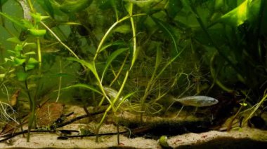 Ninespine stickleback sürüsü donmuş Kiklops yiyeceği, Avrupa soğuk su nehir biyo-akvaryumunda tutsak vahşi balık, sarı nilüfer ve su yosunu bitki örtüsü, doğa keşfi konsepti