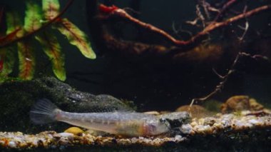 Çakıl taşı yatağında yiyecek arayan yavru maymun Goby vahşi bir tatlı su balığı yakalamış, Güney Böceği nehir biyo-akvaryumuna özgü, yüksek uyum sağlayabilen türler, eğreltiotu yaprağı dcor, koyu arkaplan  
