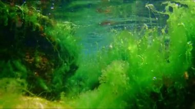 cladophora, ulva yeşil algleri laminar akışında, besin değeri zengin Karadeniz düşük tuzluluk biyopostu, koquina taşı çakılları üzerinde bitki örtüsü, dalga su yüzeyi yansıması, supralittoral bölge şnorkel