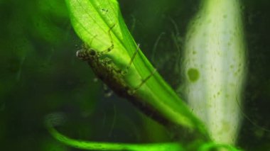 Mavi kuyruklu kız sineği perisi saldırısı Endler guppy balığı, pondweed yaprağı üzerinde tatlı su böceği, Güney Buh nehri biyo-akvaryumu, son derece uyumlu türler suda yüzme, keşif ve araştırma konsepti