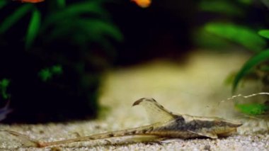 Kraliyet Farlowella Catfish, genç parlak tatlı su yosunları yiyicisi Iwagumi 'de kum yatağında dinleniyor su tabelası ekilmiş tank, cüce corydoras doğal davranış, önemli tropikal balık ticareti