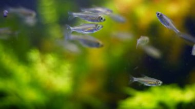 Genç Kongo tetrası, Amano tarzında sağlıklı balık ryoboku aquascape detayı, parlak LED doğada canlı renkler, profesyonel akvaryum bakımı, süs ticareti tropikal türler