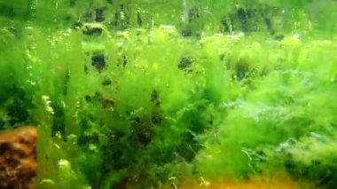 yeşil Ulva ve Cladophora tuzlu su yosunları, oksijen açısından hava kabarcığı zengin su, su burnu yüzeyi yansıması, coquina taşı çakıl taşı, Karadeniz düşük tuzluluk biyo-postu, çakıl üstü çakıl kuşağı alt dalış bölgesi