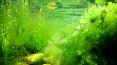 yeşil Ulva ve Cladophora yeşil yosunları, oksijen açısından hava kabarcığı zengin su, su yüzeyi yansıması, coquina taşı çakıl taşı, Karadeniz düşük tuzluluk biyo 'su, sualtı çakıl taşları