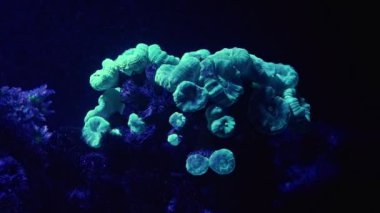 güçlü dairesel akışında yeşil trompet mercan kolonisi, nano resif deniz su işareti, profesyonel akvaryumun floresan taşı başı, aktinik mavi LED canlı kaya ekosistemi, ışık ve gölge dalga oyunu