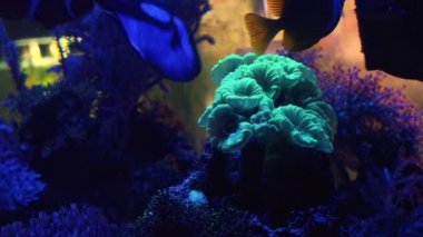 Yeşil şeker kamışı mercanı, hayvan mağazası vitrininde küçük baş kolonisi, yüzey dalgası oyunu, profesyonel akvaryumcu için aktinik mavi LED nano resif deniz akvaryumu, canlı kaya ekosistemi, dairesel akış içinde yüzen balıklar.