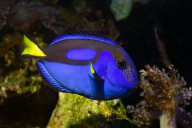 neon glowing royal blue tang natural behaviour, popular demanding fluorescent pet for experienced aquarist care, live rock marine ecosystem, circular wave flow, coral reef aquarium, LED low light clipart