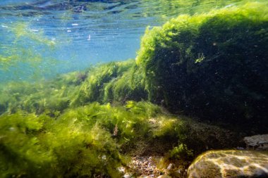 low salinity Black sea biotope aquascape, coquina stone rockpool, torn ulva, cladophora green algae in laminar flow, supralittoral zone snorkel, surface wave reflection, muddy water storm weather clipart